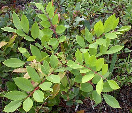 Poison Sumac. Poison Ivy