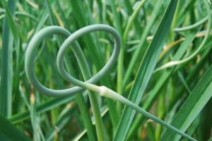 Garlic Scapes